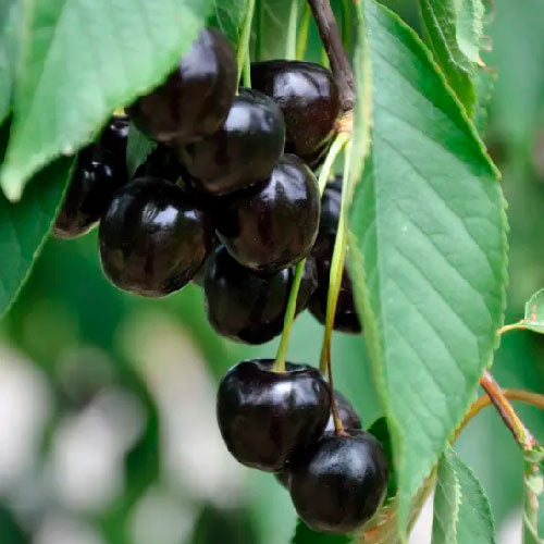Tous les fruitiers