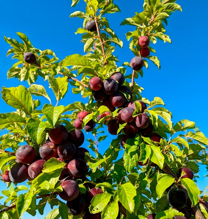 Hybrides (croisements entre espèces)