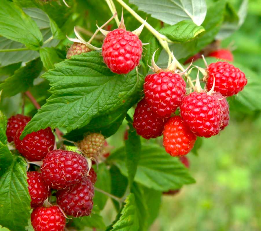 Petits fruits