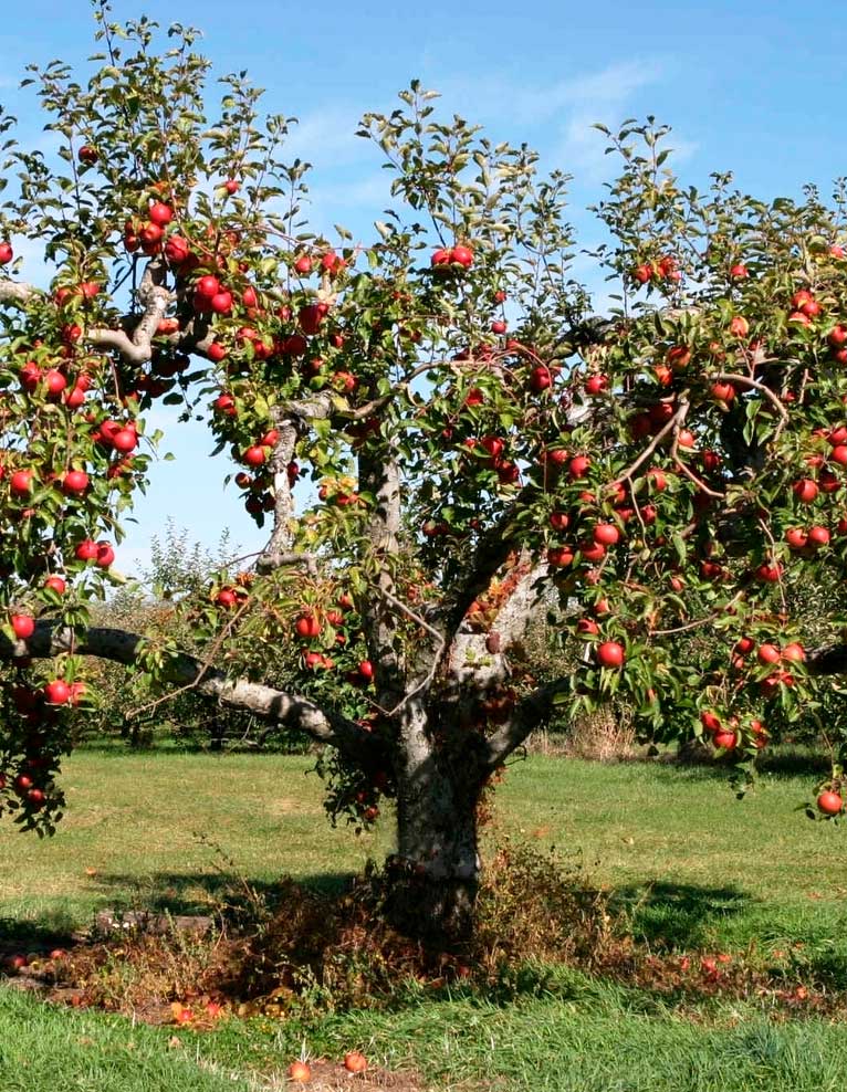 Pommier