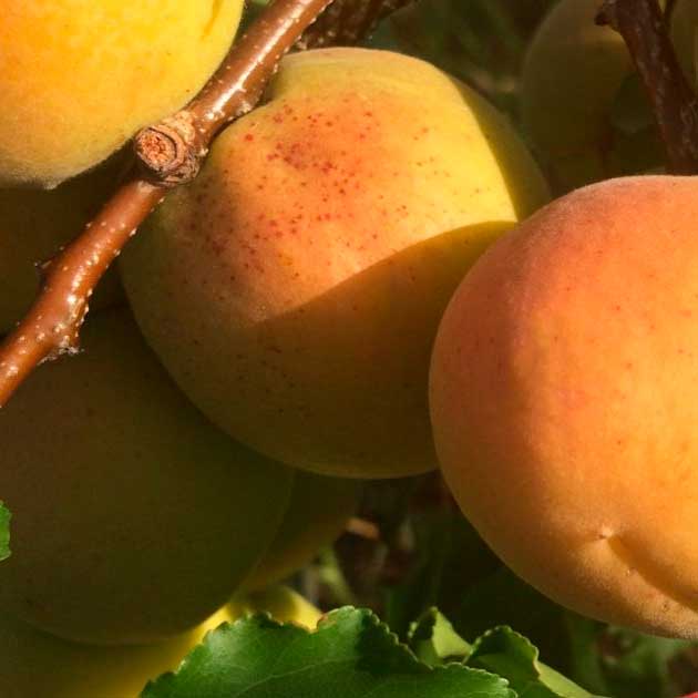 Abricotier - Muscat de Roquevaire