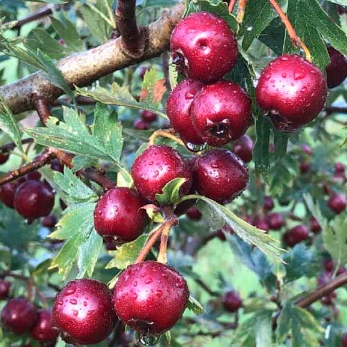 Aubépine fruitière - Schraderiana