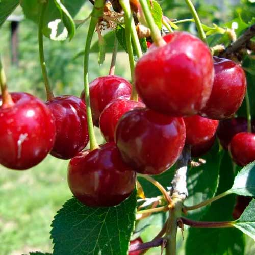 Cerisier - Anglaise hative