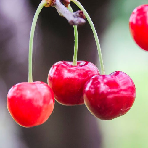 Cerisier - Peloa