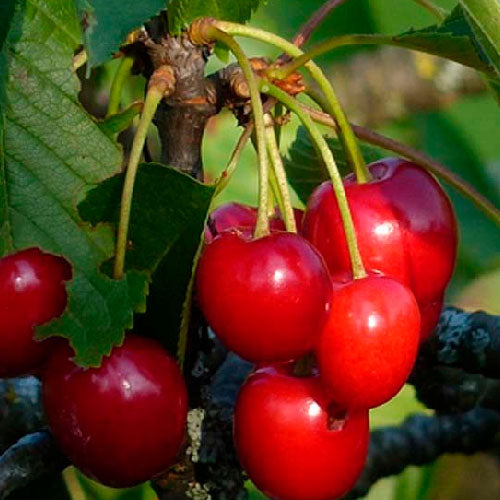 Cerisier - Précoce Bernard