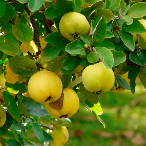 Cognassier - Aromatnaya