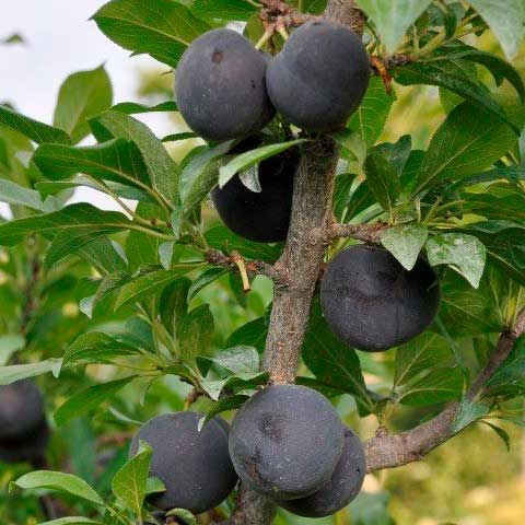 Hybride (pluot) - Spring satin