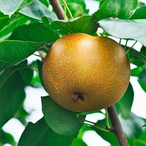 Nashi - Shinko