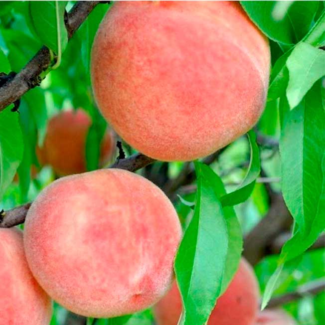 Pêche blanche - Michelini