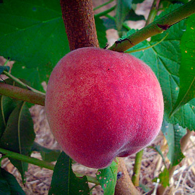 Pêche sanguine - Saint Laurent