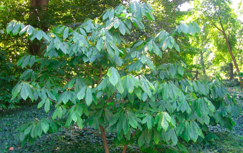 Asiminier