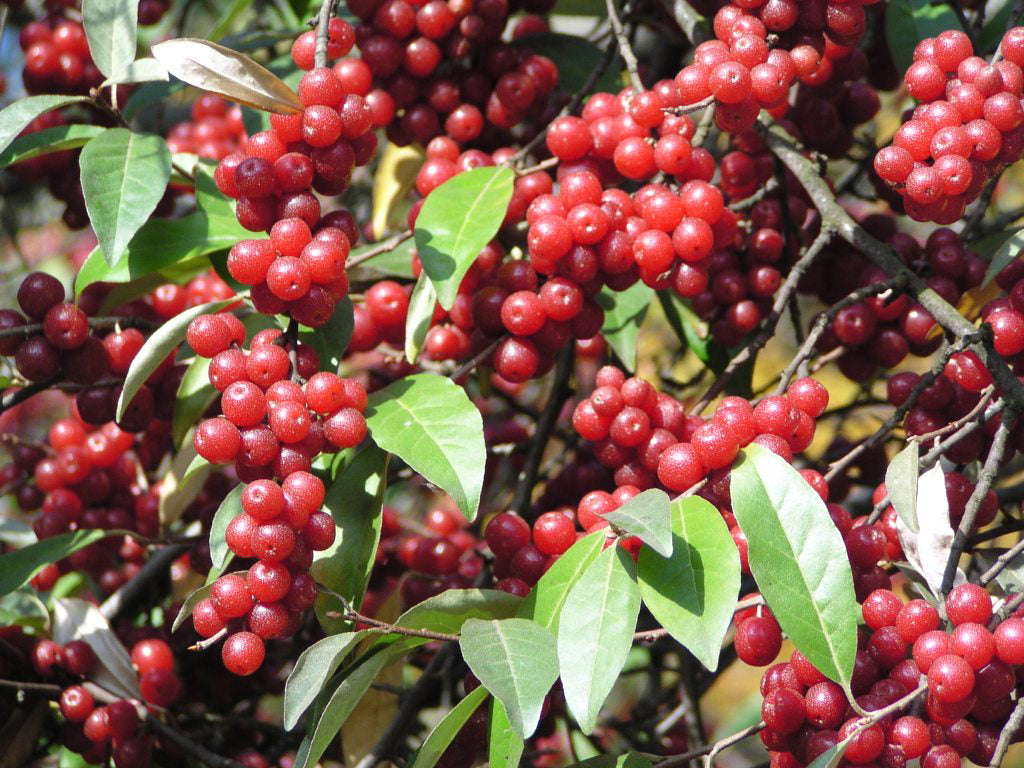 Elaeagnus fruitier
