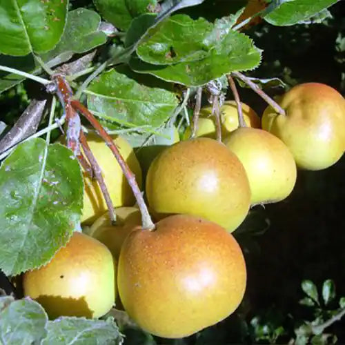 Poirier x Alisier blanc - Sorbopyrus - Tatarova
