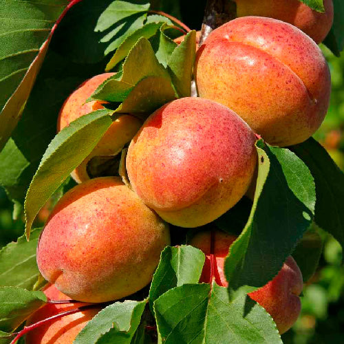 Abricotier - Orangé de Provence