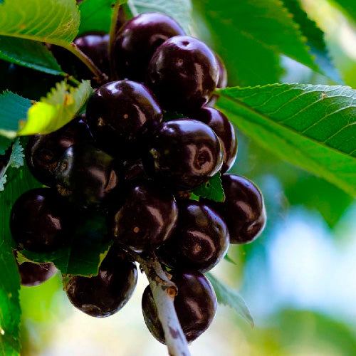 Cerisier - Noire de Meched