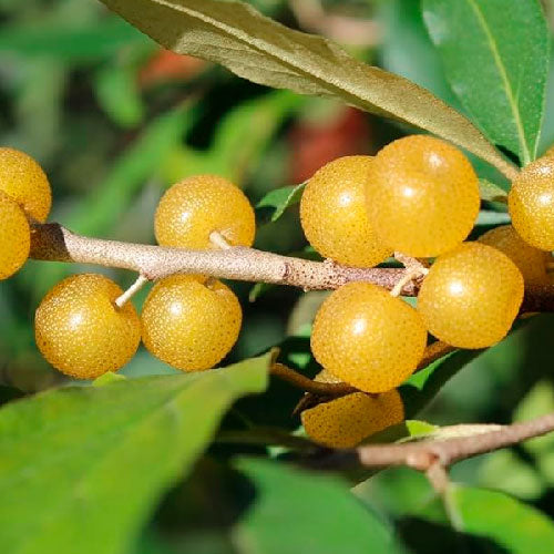Elaeagnus umbellata / Olive d'automne - Fortunella
