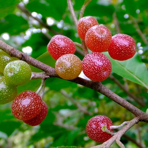 Elaeagnus umbellata / Olive d'automne - Sweet n Sour