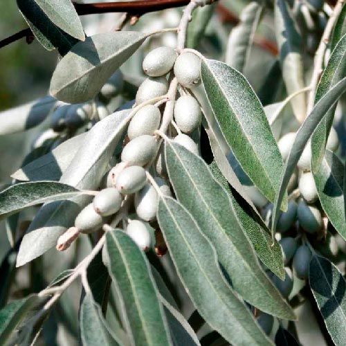 Elaeagnus Angustifolia / Olivier de Bohème - Orientalis
