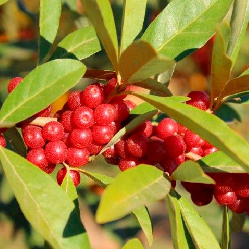 Elaeagnus umbellata / Olive d'automne - Amoroso