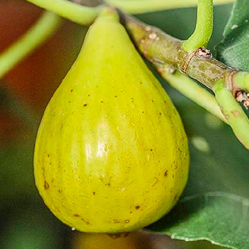Figuier - Goutte d’or