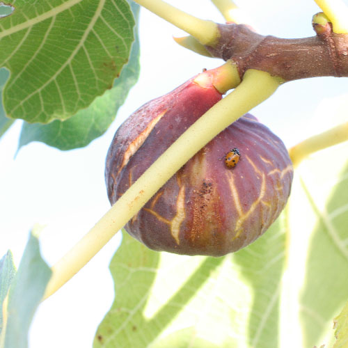 Figuier - Grise olivette