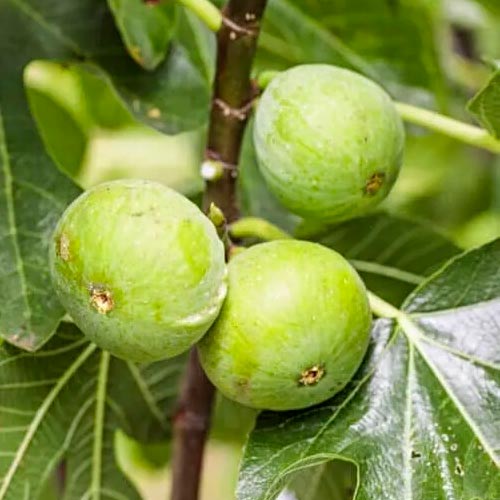 Figuier - Sucre vert
