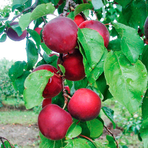 Hybride / Cherrycot - Aprikyra