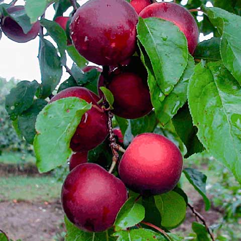 Hybride (chum) - Cherrykose