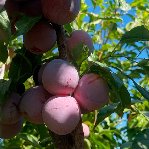 Hybride / Pluot - Flavor king