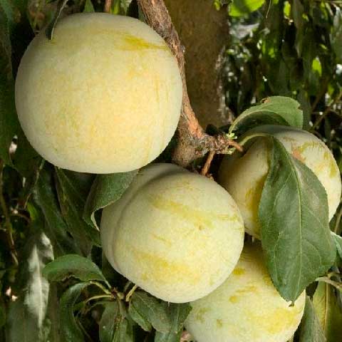 Hybride / Plumcot - Flavor queen