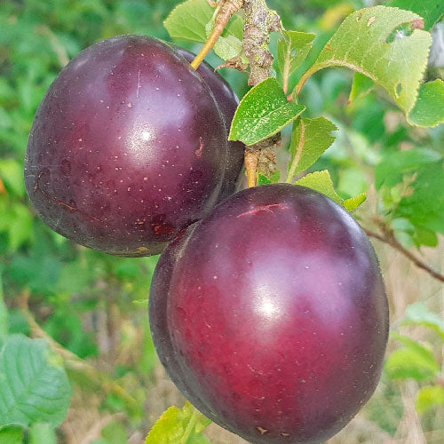 Hybride / Plumcot - Globus