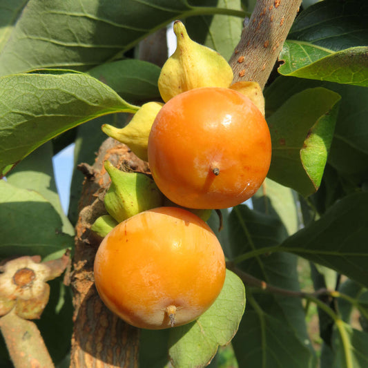 Kaki - Pieper