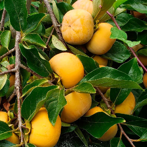Kaki - Tam kam