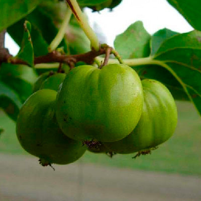 Kiwaï - Chang Bai Giant / Femelle