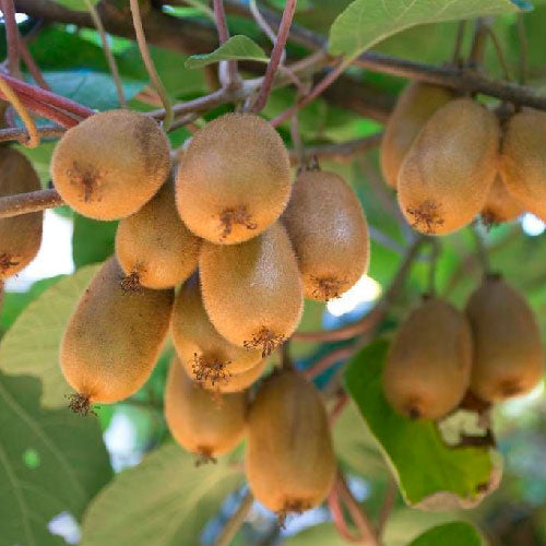 Kiwi - Hayward (femelle)