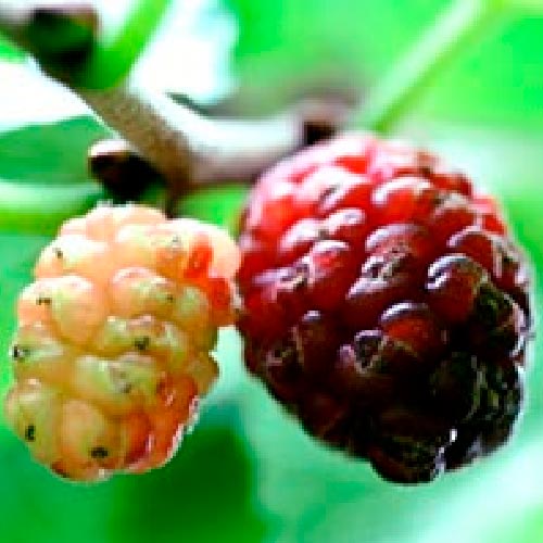 Mûrier - Capsrum