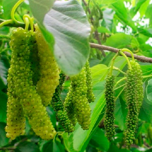 Mûrier - Saharan Pur