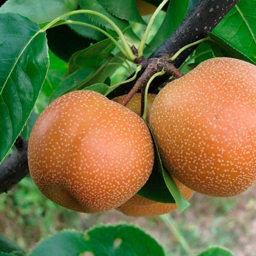 Nashi - Chojuro