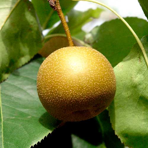 Nashi - Seuri