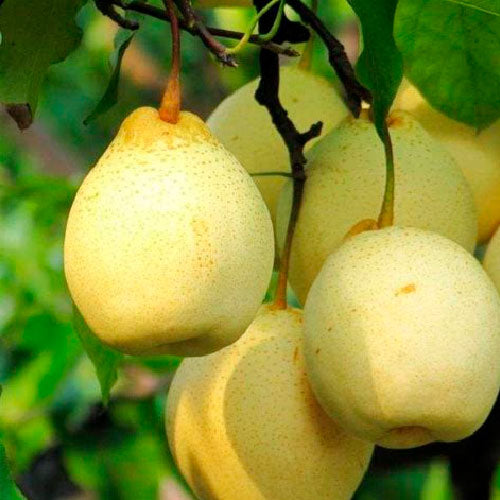 Nashi - Ya li