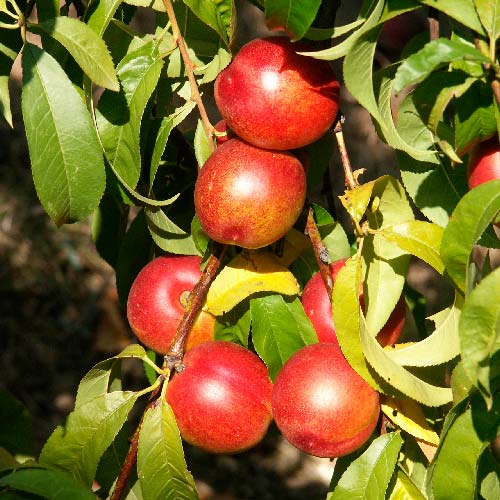 Nectarine blanche - Café
