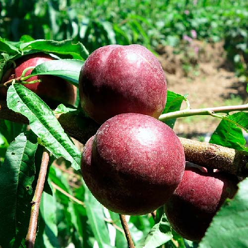 Nectarine blanche - Feligni