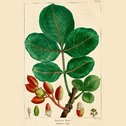 Pistachier - Achouri / Femelle