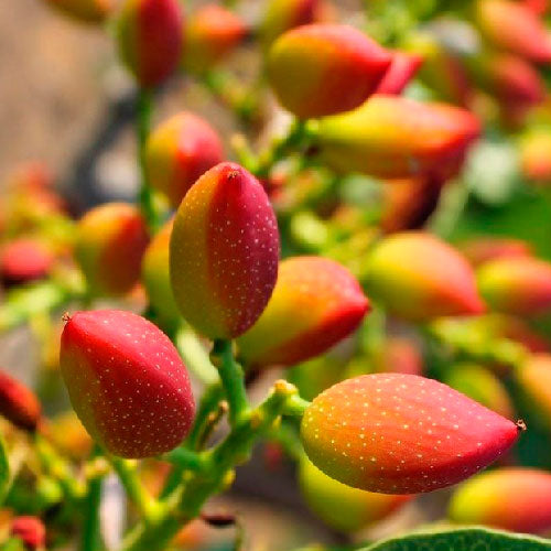 Pistachier - Napolitaine / Femelle