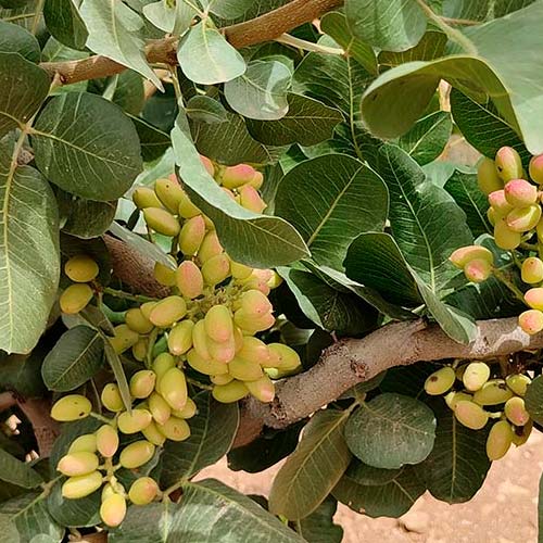 Pistachier - Lanarka / Femelle