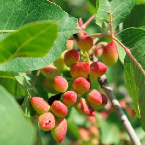 Pistachier - Mateur / Femelle