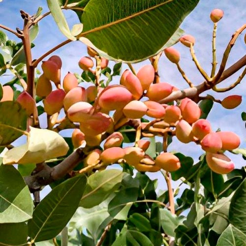 Pistachier - Sirora / Femelle