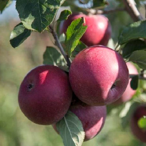 Pommier - Annurca