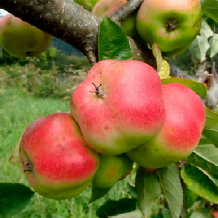 Pommier - Api étoilée