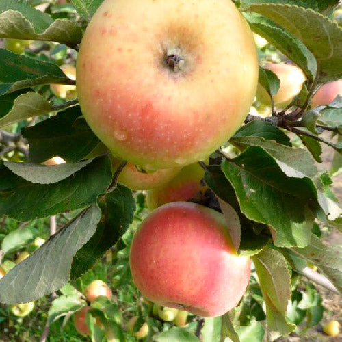 Pommier - Bouquepreuve